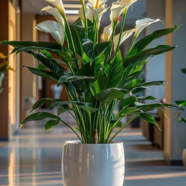 Bringing Nature's Elegance Indoor