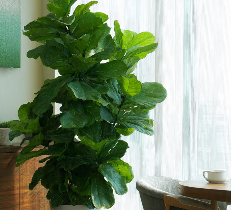 Beauty of Combining Green Spaces