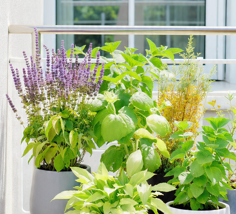 7 Mosquito Repellent Plants: Keep Your Space Fresh & Bite-Free