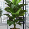 Natural-Looking Artificial Plants for Classy Ghana Spaces