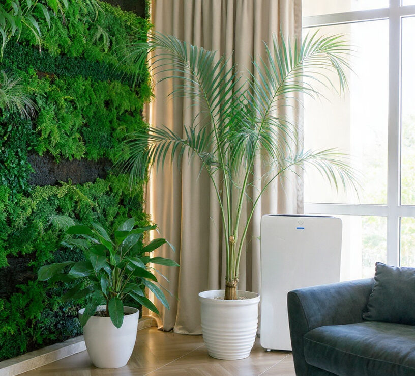 Indoor Plants for Calm