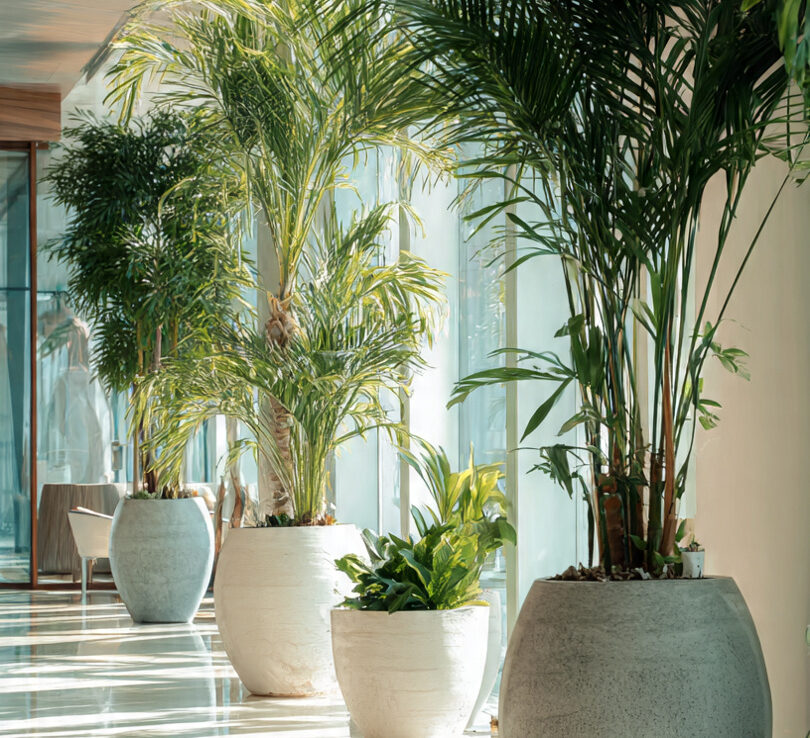 Beautiful Potted Live Plants