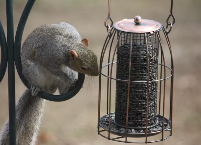 Electronic vs Traditional Bait Stations