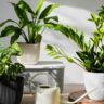 Premium Potted Live Plants