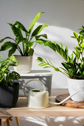 Premium Potted Live Plants